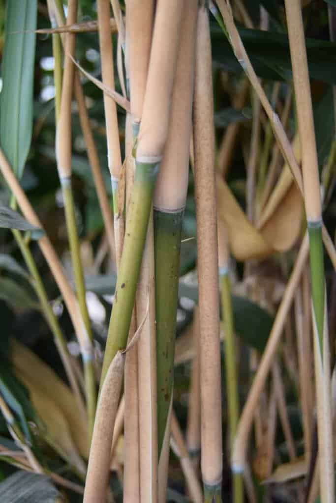 Pseudosasa japonica 150-175 cm